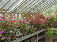 Pelargoniums in terracotta pots growing in greenhouse with shading blinds