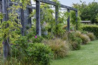 A wooden pergola is planted with young wisteria, allium, Rosa rugosa and clumps of Anemanthele lessoniana (Stipa arundinacea), pheasant's tail grass.