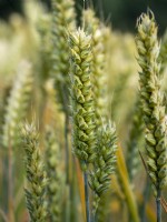 Ears of wheat - Triticum starting to ripen under the summer sun
