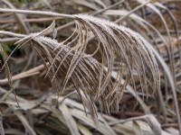 Miscanthus sinensis covered in frost winter January