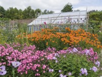 Phlox paniculata and Alstroemeria 'Jessica' in walled garden with greenhouse