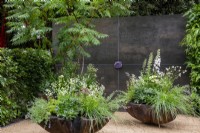 Rhus typhina overhangs scallop-shaped containers with mixed planting of Pittosporum tobira, grasses, Nepeta, Gaura, Astrantia, Delphiniuim and Thalicrum delavayi 'Splendid White', set against a dark wall with Amethyst stone inset - The Stolen Soul Garden, RHS Chelsea Flower Show 2021