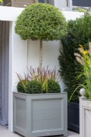 Container with standard Ligustrum underplanted with Taxus balls and Imperata cylindrica 'Red Baron'