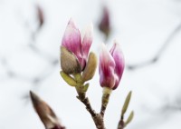 Magnolia x soulangeana, spring April
