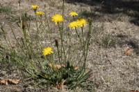 A dandelion flowers amongst dead and parched grass during a prolonged draught. September