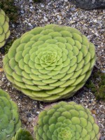 Aeonium tabuleforme growing in a gravel bed
