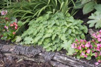 Raised bed made with logs planted with begonia and epimedium