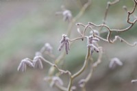 Corylus avellana 'Red Majestic' - Hazel catkins in the frost