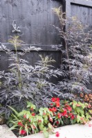 Bed planted with Sambucus nigra and begonia against black wooden fence