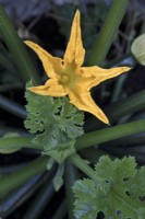 Flowering courgette