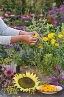 Woman picking pot marigold from wooden crate with mixed herbs.
