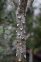 Plumeria - Frangipani 'Cerise Hybrid' - January