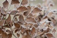 Fagus sylvatica - Beech hedge in the frost