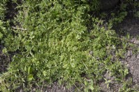 Cleavers,  Galium aparine, common weed of vegetable plots