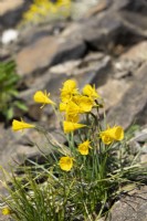 Narcissus bulbocodium, spring April