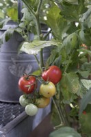 Ripe tomatoes growing in an urban environment
