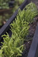 Marsh samphire growing in windowbox