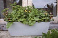 Colourful windowbox planted for winter with pansies, rainbow chard and curly parsley