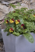 Colourful windowbox planted for winter with pansies, rainbow chard, and curly parsley