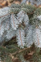 Picea pungens Hoopsii - Colorado spruce needles in the frost