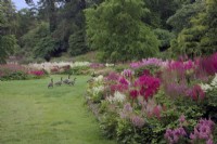 Part of the National Collection of Astilbe at Marwood Hill Gardens, Devon, UK with geese