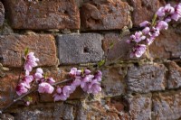 Pink blossom against an old tudor brick wall of a Chinese Pento Peach, Prunus persica.