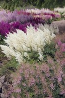 Astilbe 'Avalanche'  among mixed Astilbes in a summer border