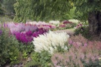 Astilbe 'Avalanche' among mixed Astilbes in a summer border