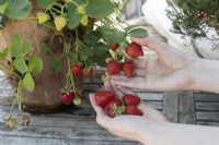 Strawberries grown in terracotta pot on sheltered patio, in suburban garden, hands picking.