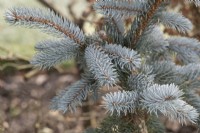 Picea pungens Hoopsii - Colorado spruce needles in the frost