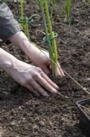 Planting out onions for exhibition, compressing soil, onion 'Kelsae'