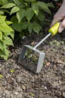 Using a hand held hoe to weed around raspberry plants