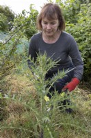 Woman gardener cutting back large thistle with shears, on allotment