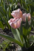 Tulipa 'Ollioules'