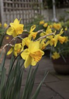Narcissus 'Fortune', in pot on patio