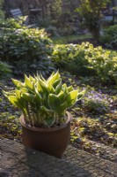 Potted Hosta shot against the light on wooden steps in shaded woodland garden