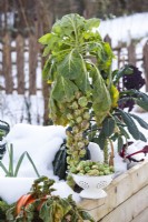 Brussels sprout in winter.