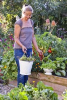 Woman carrying bucket of garden waste collected from harvested lettuce.