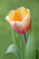 Tulipa 'Blushing Impression' - April