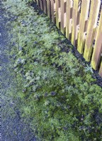 Moss and weeds growing through asphalt surface of public path, winter, frost