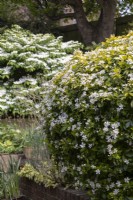 Choisya ternata 'Sundance', with Vibernum plicatum 'Mariesii' in background.  Both in full bloom. Evergreen combination.