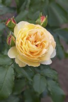 Rosa 'Belle de Jour' - Rose - August