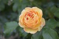 Rosa 'Belle de Jour' - Rose - September