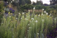 Chamerion angustifolium 'Album'- white rosebay willow herb at Marwood Hill Gardens, Devon UK
