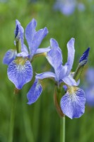 Iris sibirica 'Perry's Blue' - Siberian iris. Closeup of flowers. May