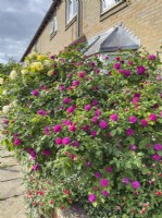 Rosa 'Rose de Rescht', syn. 'De Resht'. Shrub in full bloom in small front garden. May