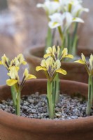 Iris reticulata 'Orange Glow' 