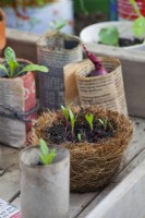 Vegetable seedlings in pots made of recycled materials.