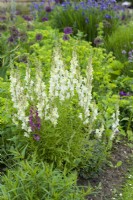 Antirrhinum braun-blanquetii - hardy snapdragon growing in a border with Cerinthe minor - honeywort and alliums.  May.