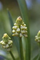 Bellevalia pycnantha 'Green Pearl'